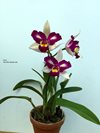 Brassolaeliocattleya hwa yuan beauty pearl 